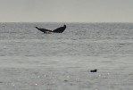 Kodiak Island Adventures - Whale Tail